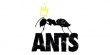 Ants Ibiza