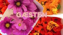 Gæstens Sommermenu - Mille 9/7-26 - KUN SPISNING
